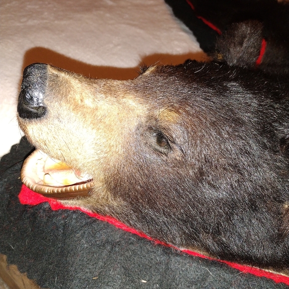 Taxidermy Large Brown Bear Rug, - Picture 2 of 16